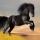 Darkhorse