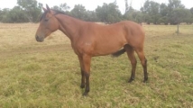 Husson lightning 2yo filly