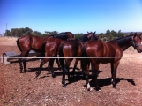 Silverson Vet Racehorse Spelling Serpentine