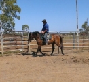 Vital Equine Gelding For Lease or Purchase