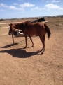 3yo Moscow Ballet Filly, sale or lease
