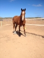 Unbroken Husson Lightning - Baroota Wonder 2yo gelding