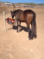 Delargo Deluxe Colt Yearling