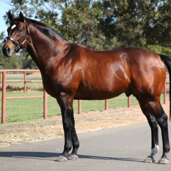 FOR SALE - RACING/BREEDING PROSPECT