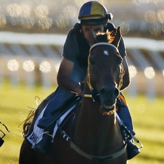 Trackwork Rider