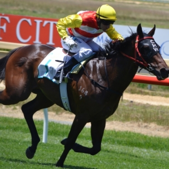 Recently Retired Mare For Sale