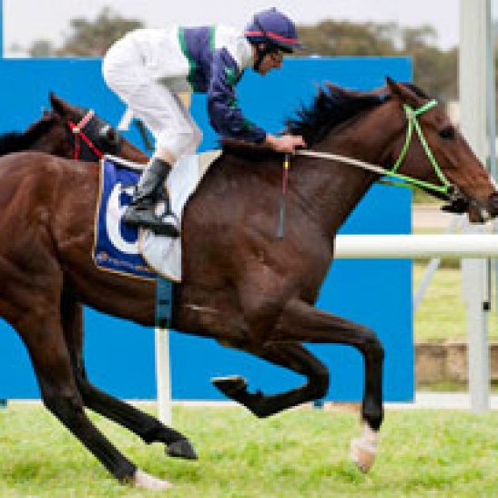 WA's Biggest 'Orse