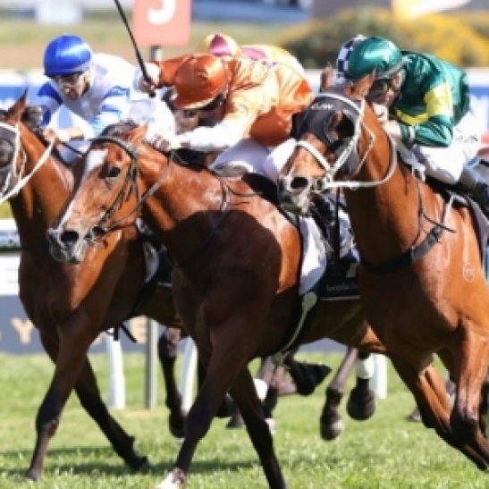 The Group 1 Kingston Town has brought together a cracking field